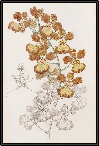 Картина Кудрявый Онцид (1815-1819)