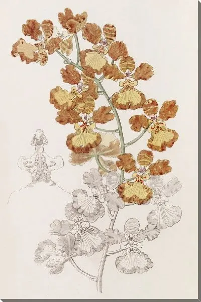 Картина Кудрявый Онцид (1815-1819)
