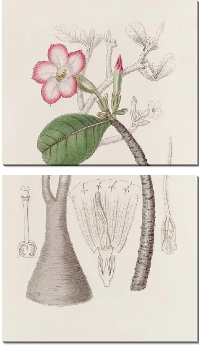 Картина Куст Хонхель (1815-1819 гг.)