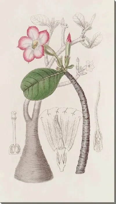 Картина Куст Хонхель (1815-1819 гг.)