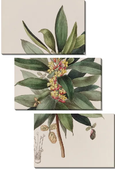 Картина Кустарниковый щавель (1815-1819)