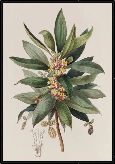 Картина Кустарниковый щавель (1815-1819)
