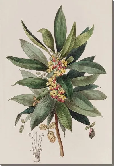 Картина Кустарниковый щавель (1815-1819)