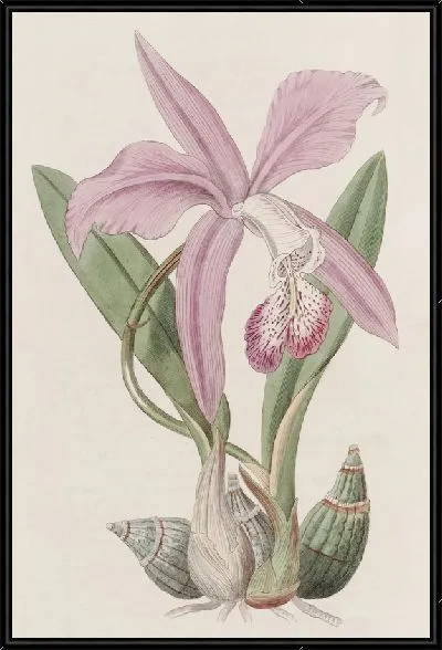 Картина Лилия майского цвета (1815-1819)