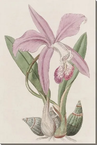 Картина Лилия майского цвета (1815-1819)