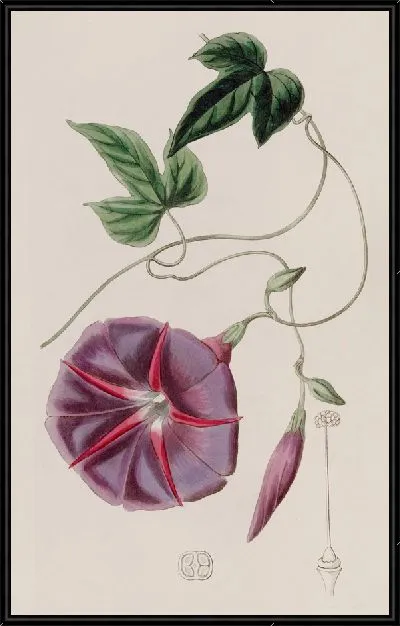 Картина Мужской Джалап (1815-1819)