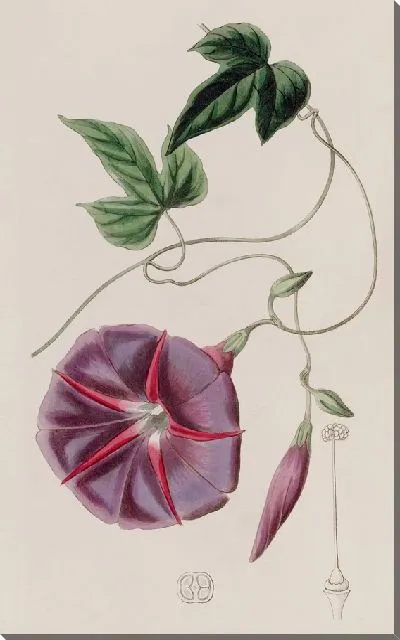 Картина Мужской Джалап (1815-1819)