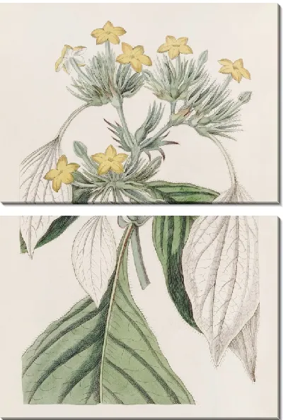 Картина Муссенда крупнолистная (1815-1819)