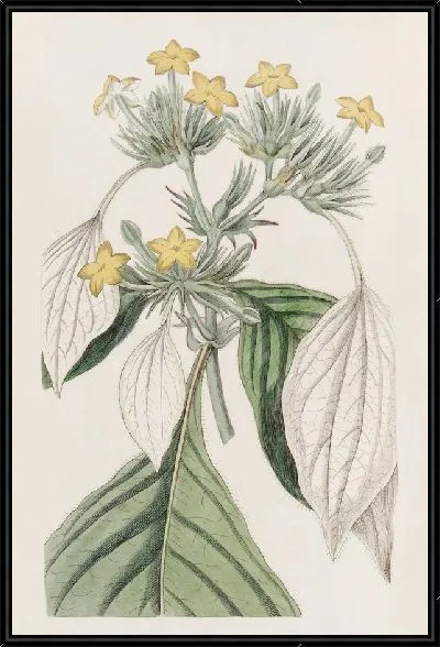 Картина Муссенда крупнолистная (1815-1819)