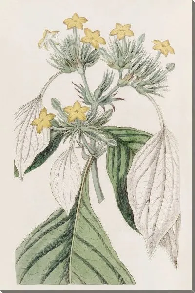 Картина Муссенда крупнолистная (1815-1819)