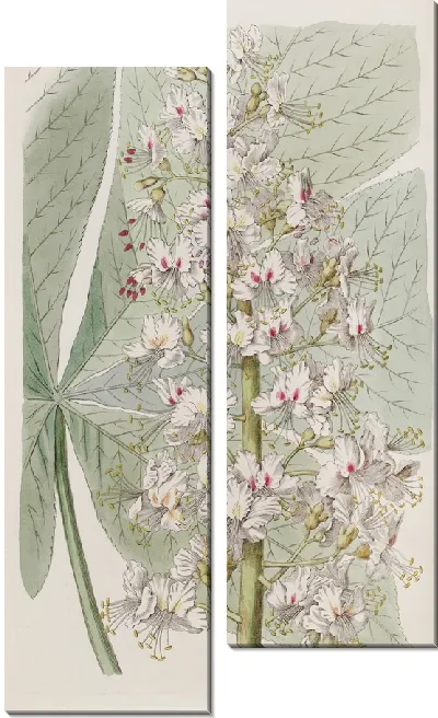 Картина Огайский каштан из Огайо (1815-1819)