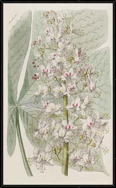 Картина Огайский каштан из Огайо (1815-1819)