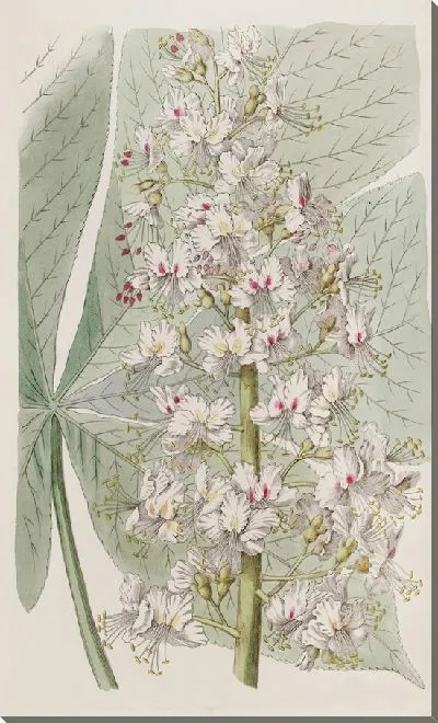 Картина Огайский каштан из Огайо (1815-1819)