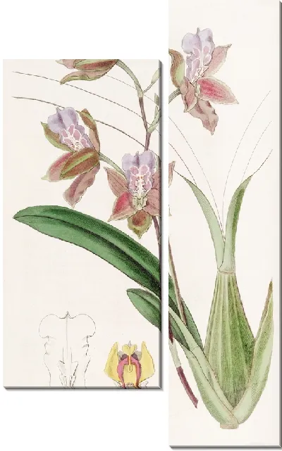 Картина Онцидиум герцога Бедфорда (1815–1819)