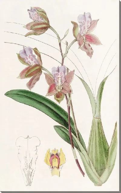 Картина Онцидиум герцога Бедфорда (1815–1819)