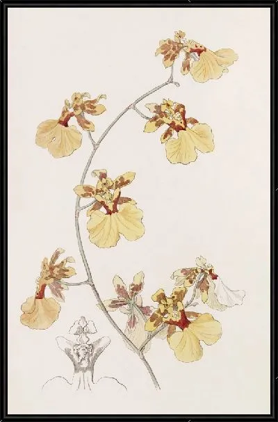 Картина Пеликан Онцид (1815-1819)