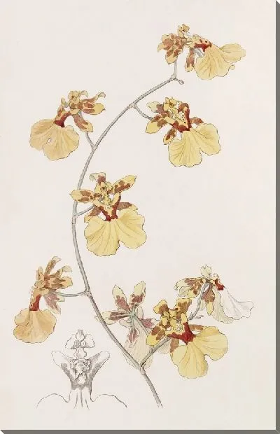 Картина Пеликан Онцид (1815-1819)