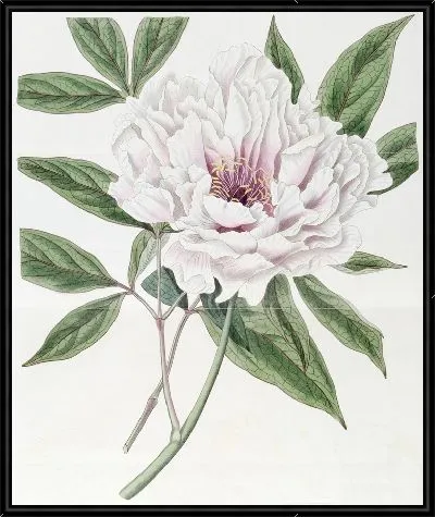 Картина Пион полумахровый древовидный (1815-1819)