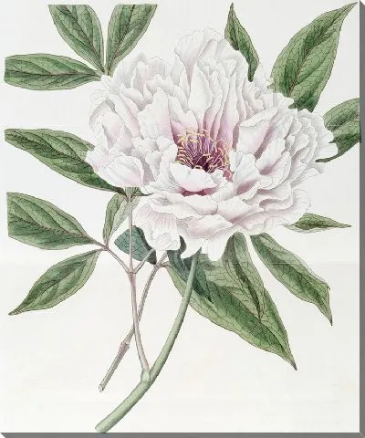 Картина Пион полумахровый древовидный (1815-1819)