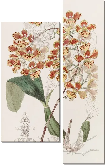 Картина Плащеносный Онцид (1815-1819)