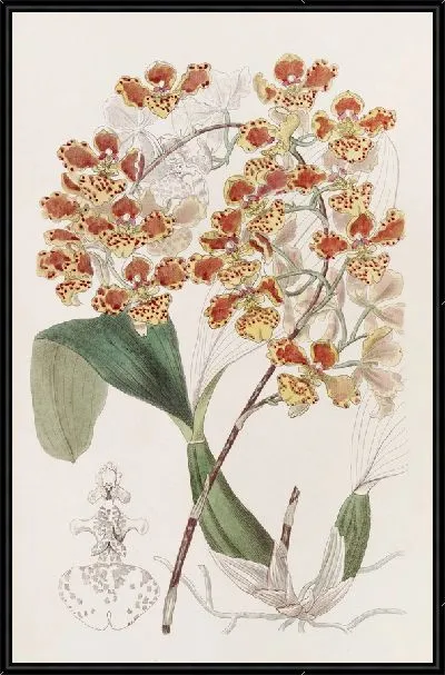 Картина Плащеносный Онцид (1815-1819)