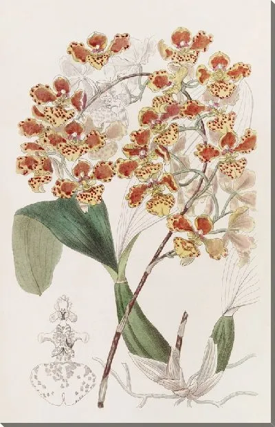 Картина Плащеносный Онцид (1815-1819)