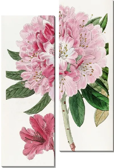 Картина Прекрасный Рододендрон (1815-1819)