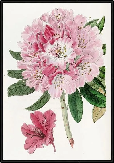 Картина Прекрасный Рододендрон (1815-1819)