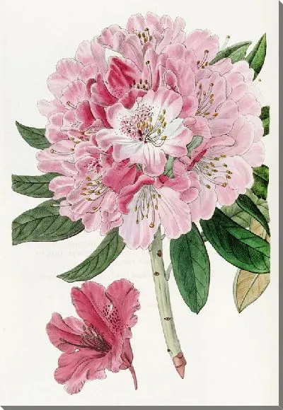 Картина Прекрасный Рододендрон (1815-1819)