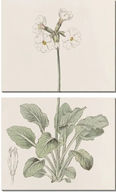 Картина Примула гофрированная (1815-1819)