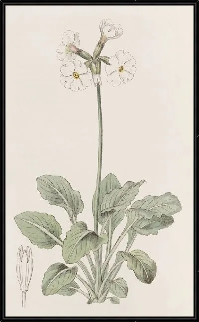 Картина Примула гофрированная (1815-1819)