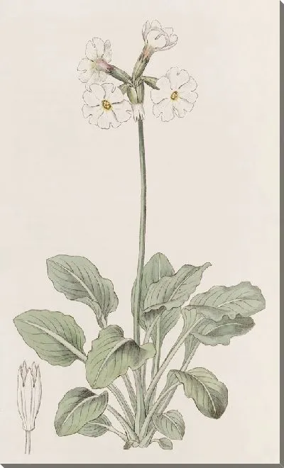 Картина Примула гофрированная (1815-1819)