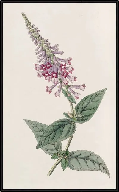 Картина Пурпурная китайская Буддлея (1815-1819)