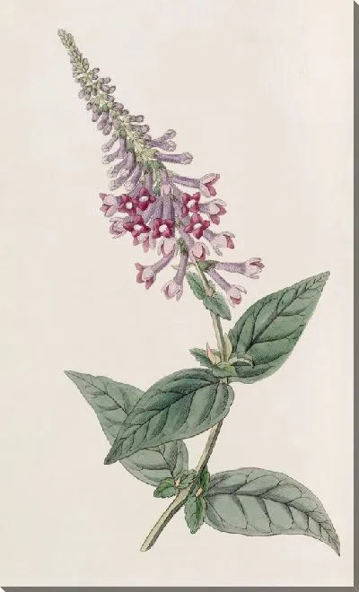 Картина Пурпурная китайская Буддлея (1815-1819)