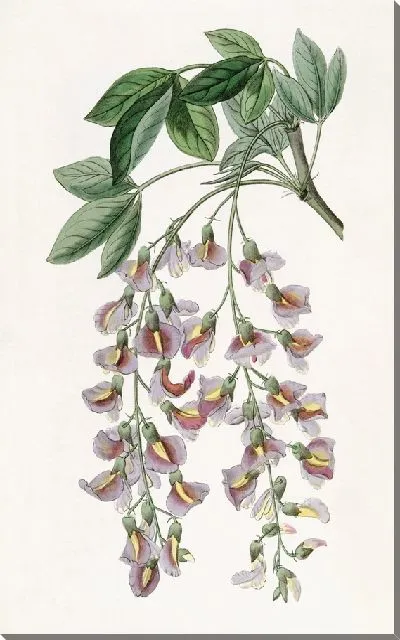 Картина Пурпурный лабурнум (1815-1819)