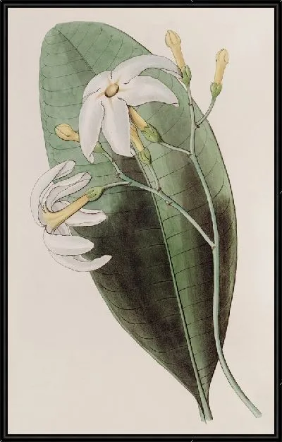 Картина Раздвоенная Танбернамонтана (1815-1819)