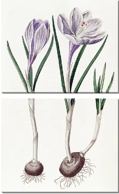 Картина Расписной весенний крокус (1815-1819)
