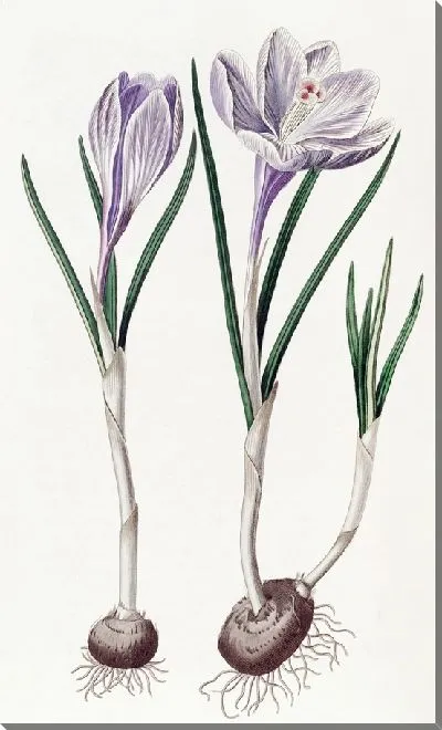 Картина Расписной весенний крокус (1815-1819)