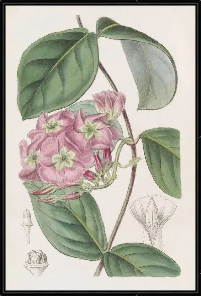 Картина Река Франсиско Эчитес (1815-1819)
