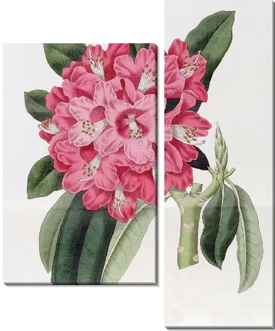 Картина Рододендрон Хайклер (1815-1819)