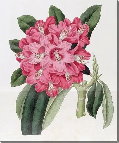 Картина Рододендрон Хайклер (1815-1819)