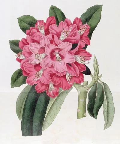 Картина Рододендрон Хайклер (1815-1819)