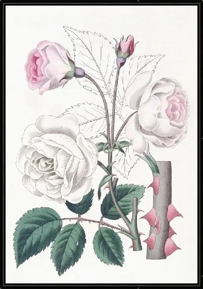 Картина Роза Руга (1815-1819)