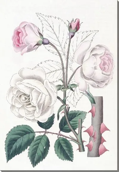 Картина Роза Руга (1815-1819)