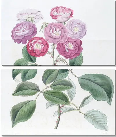 Картина Роза семи сестер (1815-1819)