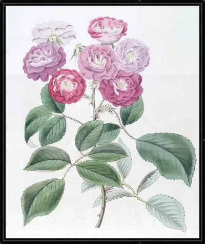 Картина Роза семи сестер (1815-1819)