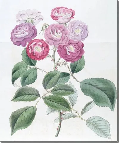 Картина Роза семи сестер (1815-1819)