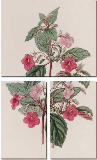 Картина Розовый Ахименес (1815-1819)