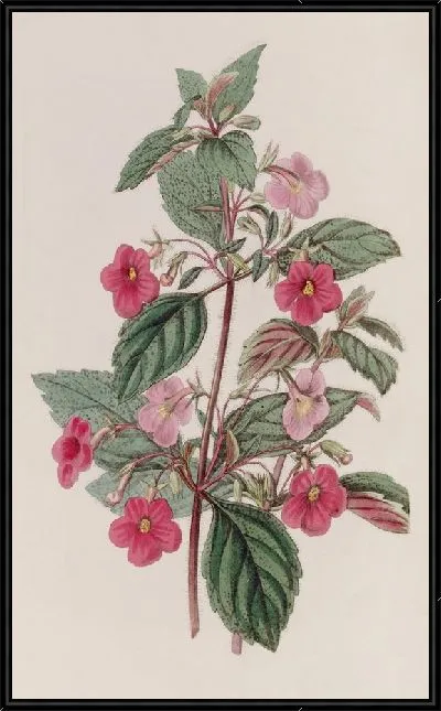 Картина Розовый Ахименес (1815-1819)