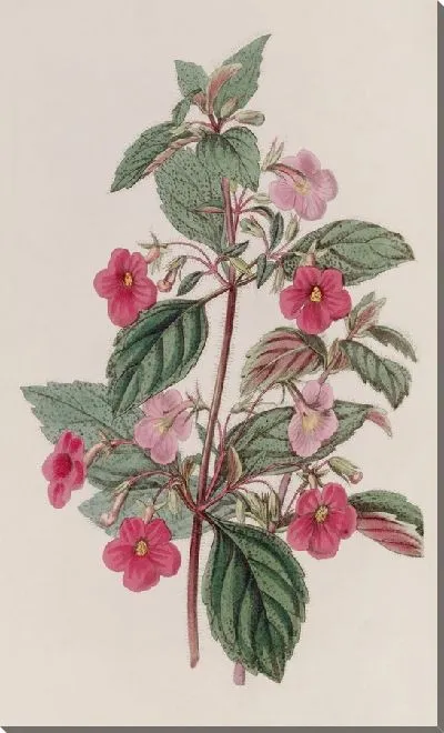 Картина Розовый Ахименес (1815-1819)